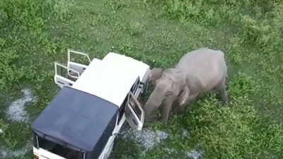 An elephant came towards the car of forest officials and broke a window. (Twitter/@IFS Parveen Kaswan) An elephant came towards the car of forest officials and broke a window. (Twitter/@IFS Parveen Kaswan)