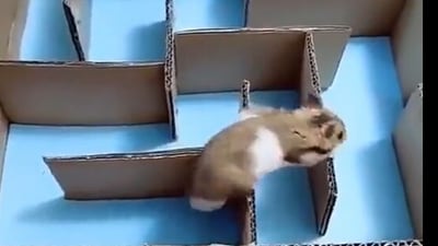 Snapshot of guinea pig solving the maze. (Twitter/@buitengebieden) Snapshot of guinea pig solving the maze. (Twitter/@buitengebieden)