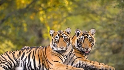 Poaching remains one of the biggest threats to tigers. 30% of India’s tiger population — more than 1,000 animals — are outside the protection of reserves (PTI) Poaching remains one of the biggest threats to tigers. 30% of India’s tiger population — more than 1,000 animals — are outside the protection of reserves (PTI)