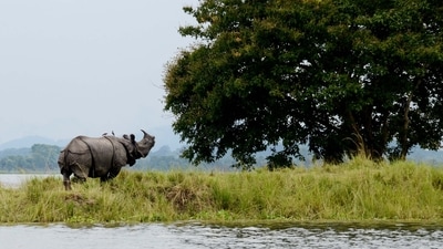 Kaziranga National Park, Assam: Situated in the state of Assam in North-Eastern India, this national park is home to the largest population of the one-horned rhino on earth. (Wikipedia) Kaziranga National Park, Assam: Situated in the state of Assam in North-Eastern India, this national park is home to the largest population of the one-horned rhino on earth. (Wikipedia)