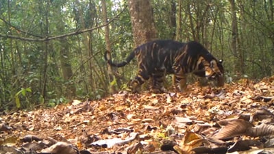 A melanistic tiger seen in Odisha's Similipal Tiger Reserve. (Twitter/@IFSRamesh Pandey )