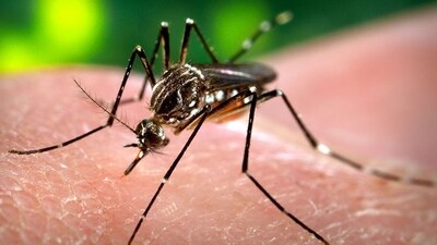 Malaria, a parasitic infection transmitted by mosquitoes, is one of Africa’s deadliest diseases. (REPRESENTATIVE IMAGE) Malaria, a parasitic infection transmitted by mosquitoes, is one of Africa’s deadliest diseases. (REPRESENTATIVE IMAGE)