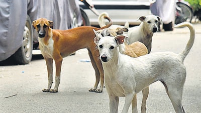 Some people also flagged that it was against the Animal Birth Control Rules 2023 to keep a street dog at an ABC for over seven days. (HT Archive) Some people also flagged that it was against the Animal Birth Control Rules 2023 to keep a street dog at an ABC for over seven days. (HT Archive)