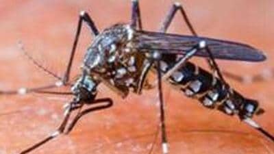 The latest dengue data released by the Municipal Corporation of Delhi showed that till July 28, the city reported 121 cases of dengue. (Representational image) The latest dengue data released by the Municipal Corporation of Delhi showed that till July 28, the city reported 121 cases of dengue. (Representational image)