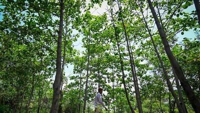 With cities rapidly losing green cover, officials in the state forest department are taking all efforts avoid this loss. (HT file photo) With cities rapidly losing green cover, officials in the state forest department are taking all efforts avoid this loss. (HT file photo)
