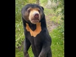 Bear named Kyra at Paradise Wildlife Park.
