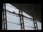 Monkey at Kuala Lumpur airport. Monkey at Kuala Lumpur airport.