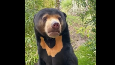 Bear named Kyra at Paradise Wildlife Park. (Instagram/@Paradise Wildlife Park ) Bear named Kyra at Paradise Wildlife Park. (Instagram/@Paradise Wildlife Park )