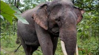 Electrocution, poisoning, and train accidents have been among the causes of elephant deaths in Assam (AFP/Representative) Electrocution, poisoning, and train accidents have been among the causes of elephant deaths in Assam (AFP/Representative)