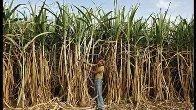 India currently has a stock of 10.8 million tonne of sugar. (Representative image) India currently has a stock of 10.8 million tonne of sugar. (Representative image)