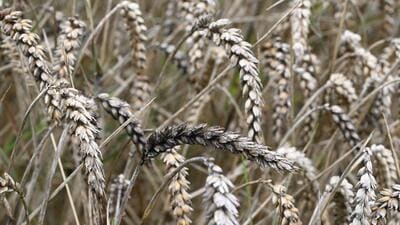 India has not planned to import wheat from any country under government-to-government scheme, says an official. (AFP) India has not planned to import wheat from any country under government-to-government scheme, says an official. (AFP)
