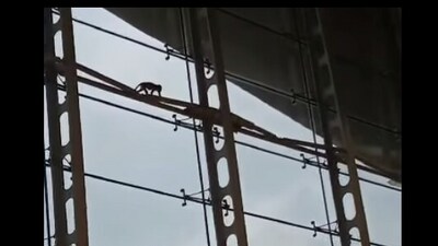 Monkey at Kuala Lumpur airport. (Facebook/@MalaysiaAirports) Monkey at Kuala Lumpur airport. (Facebook/@MalaysiaAirports)