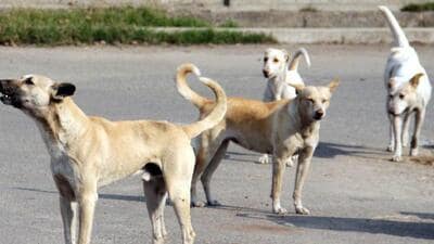 Stray dogs have been cleared off the roads so as not to interrupt the parade. (JS Grewal/ HT Photo) (HT Archive) Stray dogs have been cleared off the roads so as not to interrupt the parade. (JS Grewal/ HT Photo) (HT Archive)