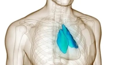 Thymus is important for adult health, prevents cancer: Study (Unsplash)