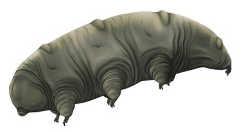 A tardigrade looks like a bear with four pairs of legs (Wikimedia Commons) A tardigrade looks like a bear with four pairs of legs (Wikimedia Commons)