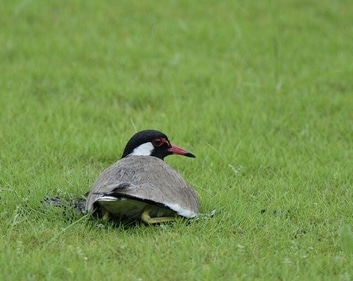 A red-wattled lapwing on the ground. (Prerna Jain)