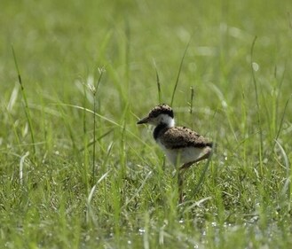 “I am relieved that the lapwing babies have a fair chance of survival this year.” (Prerna Jain)