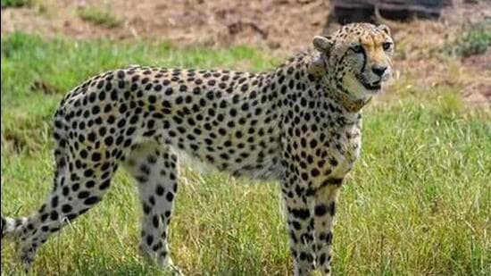 Six adult cheetahs have died in Kuno National Park since translocation of 20 big cats to India (File Photo)