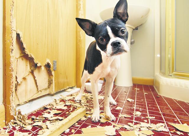 New pet parents find that they must navigate tricky territory. House guests, especially older relatives, believe it’s good manners for an animal to be locked away, or leashed. But it’s as much the animal’s home as it is the humans’. (Shutterstock)
