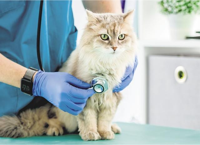 At workplaces, there is now greater sensitivity towards pet parents. There’s less stigma when one takes time off to care for them. (Shutterstock)