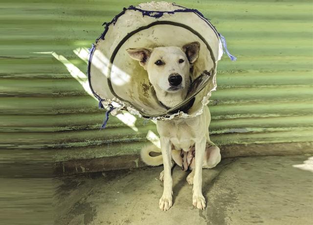 On Reels, what doesn’t go viral is the everyday responsibility of keeping an animal alive and happy. And how casually dismissive the world can be towards a pet parent. (Instagram/@redpaws)