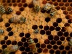 A colony of bees A colony of bees