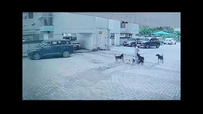 A video showed approximately six dogs attacking her as she walked towards her house. Later, a passing delivery boy intervened and rescued her from the dogs. A video showed approximately six dogs attacking her as she walked towards her house. Later, a passing delivery boy intervened and rescued her from the dogs.