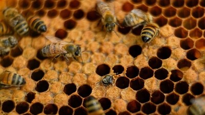 A colony of bees (AP) A colony of bees (AP)