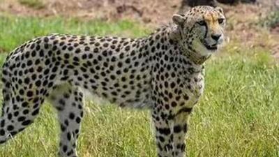 At present, Kuno has 15 cheetahs, including a cub (File Photo) At present, Kuno has 15 cheetahs, including a cub (File Photo)