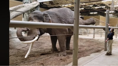 Debashis Sharma, deputy field director of Buxa Tiger Reserve (East), said poachers might have killed the elephant for its tusks in Assam. (HT Archives (Photo for representation)) Debashis Sharma, deputy field director of Buxa Tiger Reserve (East), said poachers might have killed the elephant for its tusks in Assam. (HT Archives (Photo for representation))