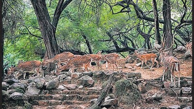 Deer seen wandering at the AN Jha Deer Park in south Delhi’s Hauz Khas. (PTI) Deer seen wandering at the AN Jha Deer Park in south Delhi’s Hauz Khas. (PTI)