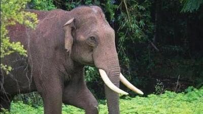 Forest officials suspect that the elephant was killed by poachers somewhere in Assam. (Representative Image) Forest officials suspect that the elephant was killed by poachers somewhere in Assam. (Representative Image)