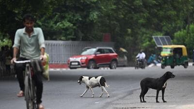 MCD routinely relocates street dogs around key areas like Rajghat during movement of VIPs. (AFP) MCD routinely relocates street dogs around key areas like Rajghat during movement of VIPs. (AFP)