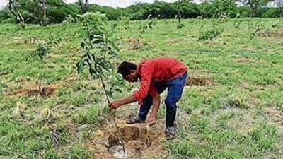 Rai said the Delhi government is planting trees and distributing saplings in various Lok Sabha constituencies of Delhi through the Van Mahotsav programme. (HT Photo) Rai said the Delhi government is planting trees and distributing saplings in various Lok Sabha constituencies of Delhi through the Van Mahotsav programme. (HT Photo)