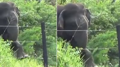 The image shows an elephant trying to break a fence. (Screegrab) The image shows an elephant trying to break a fence. (Screegrab)