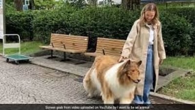 He is very stiff and needs a lot of room to roam and work on that muscle tone, He is very stiff and needs a lot of room to roam and work on that muscle tone,