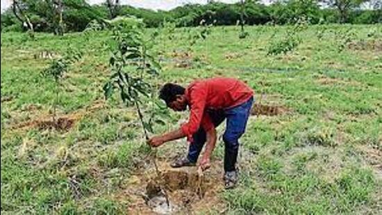 Rai said the Delhi government is planting trees and distributing saplings in various Lok Sabha constituencies of Delhi through the Van Mahotsav programme. (HT Photo)