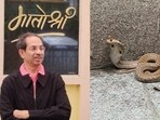 Snake found at Uddhav Thackeray's residence Matoshree in Mumbai. Snake found at Uddhav Thackeray's residence Matoshree in Mumbai.