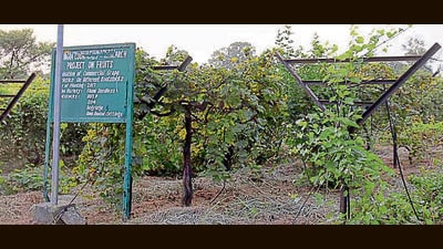 “Fruit nutrition garden model, spanning an area of 625 square meters (25 m x 25 m), have a collection of 22 different fruit trees. (Manish/HT) “Fruit nutrition garden model, spanning an area of 625 square meters (25 m x 25 m), have a collection of 22 different fruit trees. (Manish/HT)