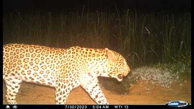 A leopard spotted by a trap camera in Bijnor district (File)