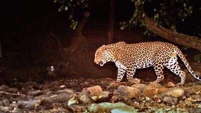 Divisional forest officer (DFO) Bahraich Sanjay Kumar Sharma said two teams have been deployed in the area. Besides, permission has been taken from the chief wildlife warden (CWW) of Uttar Pradesh to install a cage in the area. (FOR REPRESENTATION PURPOSE ONLY)