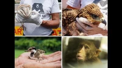 Rescues from New Delhi’s VVIP spots. (PHOTOS: WILDLIFE SOS)