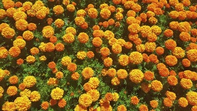 Under the project of "ente Nadu ente onam" 50 acres of land has been used for flower cultivation this year in the Kattakkada constituency. (Unsplash) Under the project of "ente Nadu ente onam" 50 acres of land has been used for flower cultivation this year in the Kattakkada constituency. (Unsplash)