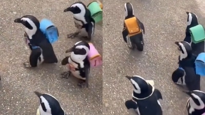 A waddle of penguins carrying colourful bags on their backs. (Twitter/@buitengebieden)
