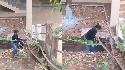 The image shows a woman rescuing two snakes at the same time. (Instagram/@dekhbhai)