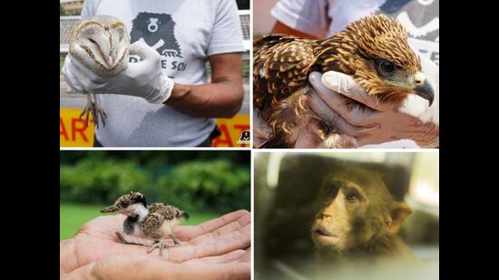 Rescues from New Delhi’s VVIP spots. (PHOTOS: WILDLIFE SOS)
