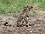 Earlier on Sunday, MoEFCC in a statement said all cheetah deaths were natural. (ANI)