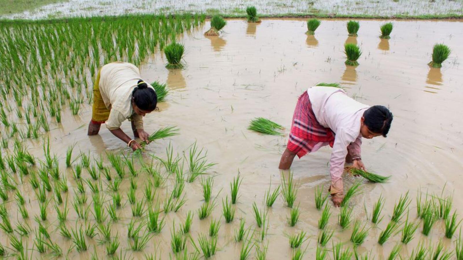 Bhutan reaches out for rice amid export ban, India likely to offer it - Vimarsana News