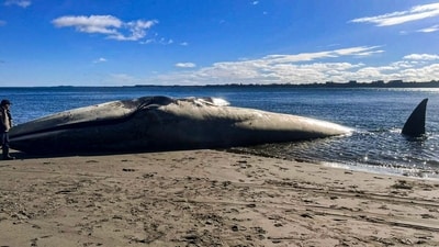 Handout picture released by Defendamos Chiloe environmentalist organization showing a Blue Whale (Balaenoptera musculus) stranded on the beach of Ancud, on Chiloe island, Los Lagos region, Chile. (AFP) Handout picture released by Defendamos Chiloe environmentalist organization showing a Blue Whale (Balaenoptera musculus) stranded on the beach of Ancud, on Chiloe island, Los Lagos region, Chile. (AFP)