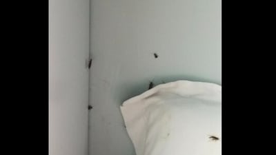 Cockroaches in Indian Railway compartment. (Twitter/@AatifAli) Cockroaches in Indian Railway compartment. (Twitter/@AatifAli)